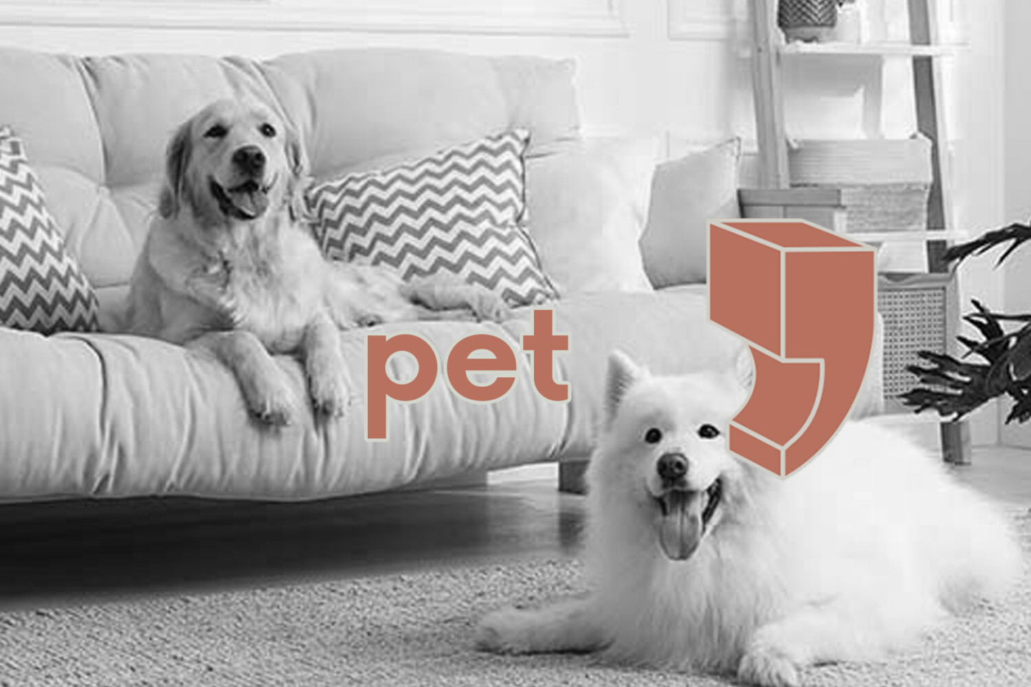 evcil hayvan dostu ic mekan tasarımı